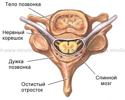 The structure of the spine and spinal cord, cross-sectional view.