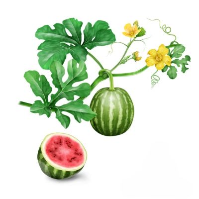 Арбуз столовый, лекарственные свойства, пищевые и лекарственные растения, энциклопедия, рецепт приготовления, настойка, отвар, народная медицина
