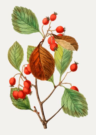 Боярышник кроваво-красный, лекарственные свойства, пищевые и лекарственные растения, энциклопедия, рецепт приготовления, настойка, отвар,  медицина