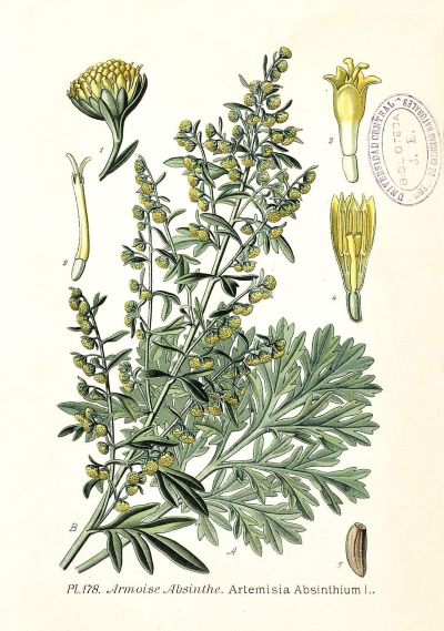 Эстрагон (Полынь эстрагон, Тархун), лекарственные свойства, пищевые и лекарственные растения, энциклопедия, рецепт приготовления, настойка, отвар, народная медицина