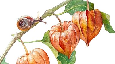 Физалис обыкновенный, лекарственные свойства, пищевые и лекарственные растения, энциклопедия, рецепт приготовления, настойка, отвар, народная медицина