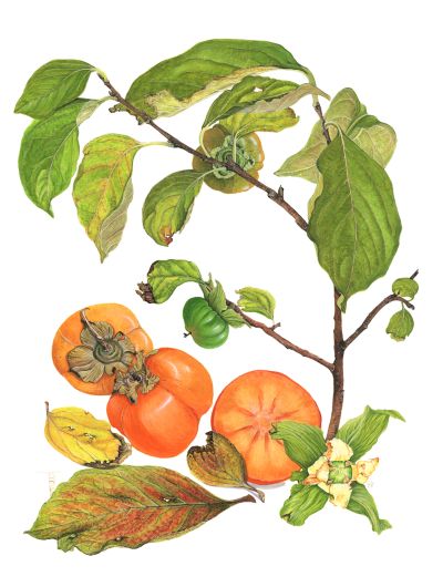 Хурма восточная (японская, Персимон, Каки), лекарственные свойства, пищевые и лекарственные растения, энциклопедия, рецепт приготовления, настойка, отвар, медицина