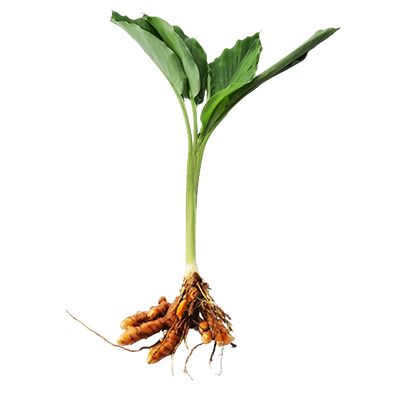 Куркума длинная, лекарственные свойства, пищевые и лекарственные растения, энциклопедия, рецепт приготовления, настой, кулинария