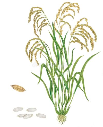 Рис посевной, лекарственные свойства, пищевые и лекарственные растения, энциклопедия, рецепт приготовления, настойка, отвар, медицина
