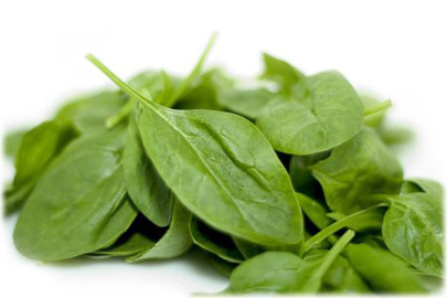 Шпинат огородный, лекарственные свойства, пищевые и лекарственные растения, энциклопедия, рецепт приготовления, настойка, отвар, медицина