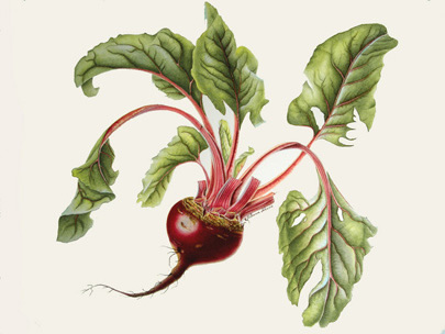 Свекла обыкновенная (столовая, бурак), лекарственные свойства, пищевые и лекарственные растения, энциклопедия, рецепт приготовления, настойка, отвар, медицина